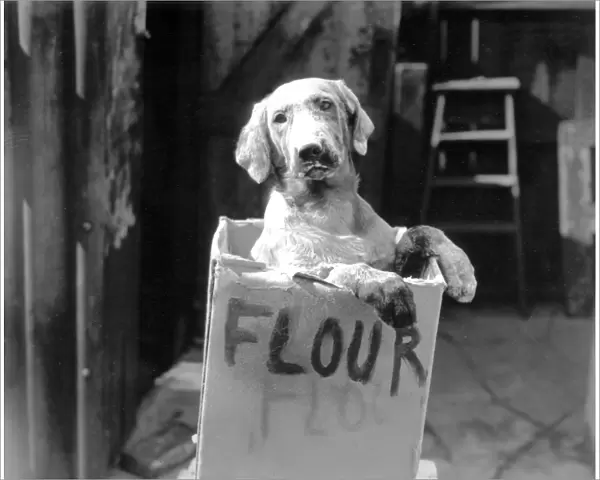 Cute dog in flour box