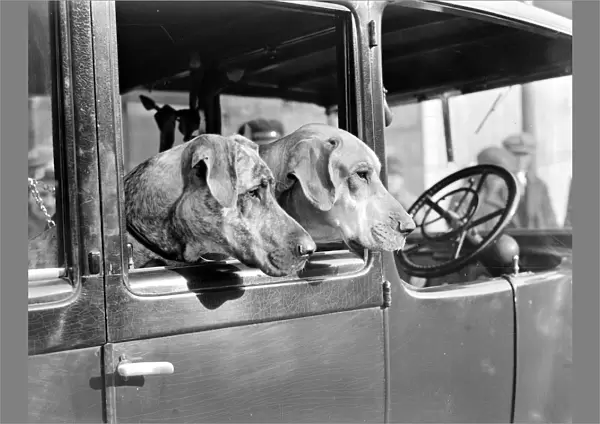 Surrey county dog show At Kensington Mrs. Hudsons Great Danes 23rd February, 1933