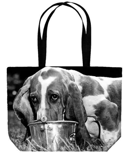 Sam the Basset treats his torrid tongue to a refreshing dousing in a bucket of water
