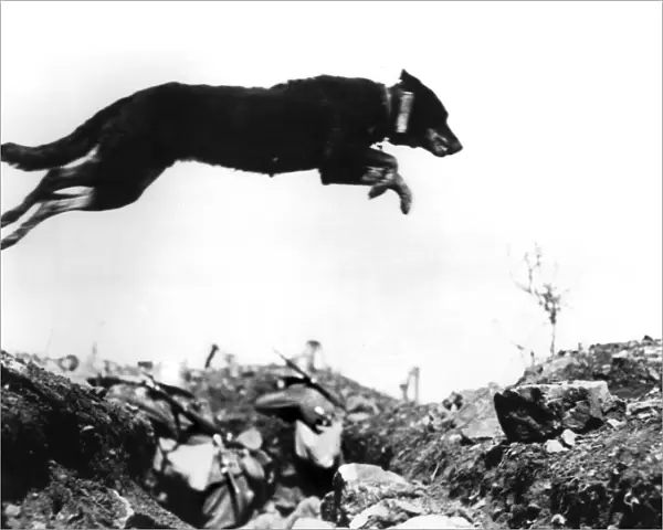 Dog leaping a trench in the battlefields of World War I. The message carrier, holding