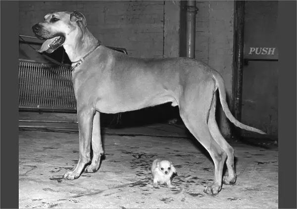 Great Dane & Chihuahua, the largest and smallest breeds at Crufts 10th February