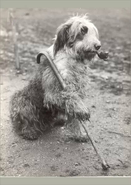 Mr Groombridges Sheepdog 1936 The Old Soldier on Guard - with pipe and stick