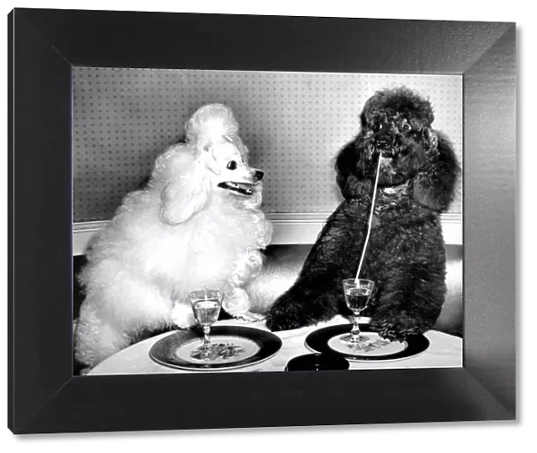 Dog socialites Candide and Koko on right have a dinner martini at the 400 Restaurant