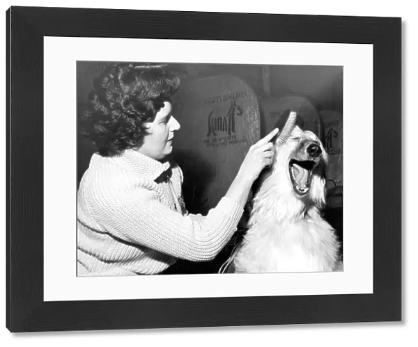 Xanadu of Carloway an Afghan Hound Dog being groomed by owner Mrs G Taylor of Esher