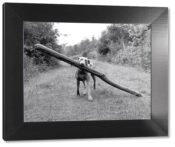 Fetch! Weimaraner carrying long log through woods
