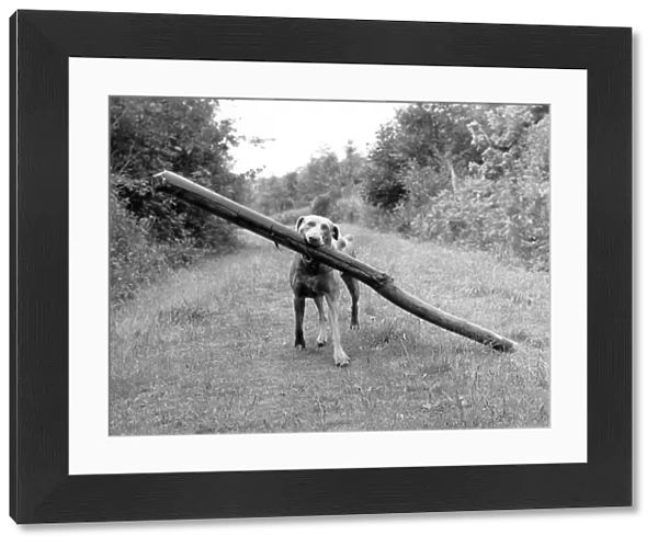 Fetch! Weimaraner carrying long log through woods