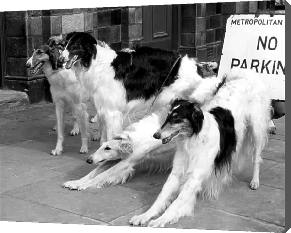 Ladies Kennel Association Championship Show. these elegant Borzois (Dogs) settle