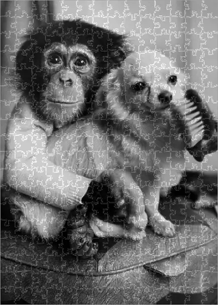 Ten-month old chimpanzee Casey caught playing court to Caesar, a champion Chihuahua