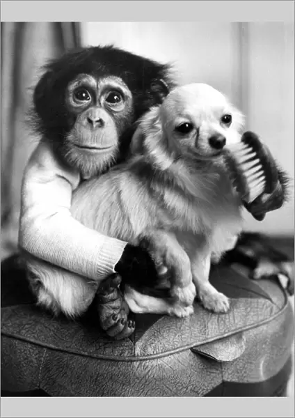 Ten-month old chimpanzee Casey caught playing court to Caesar, a champion Chihuahua