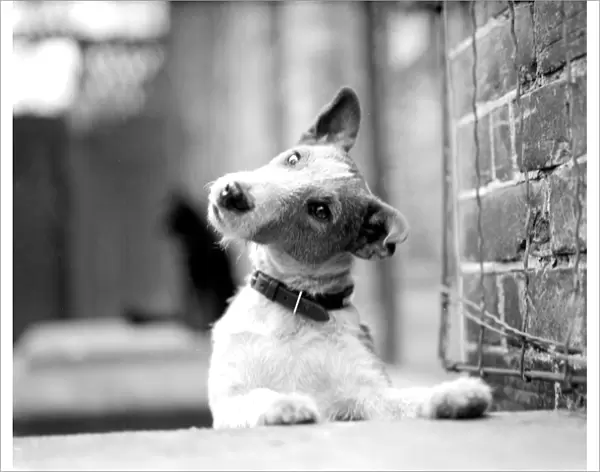 Fox terrier, Jock, looks wistful. 1945