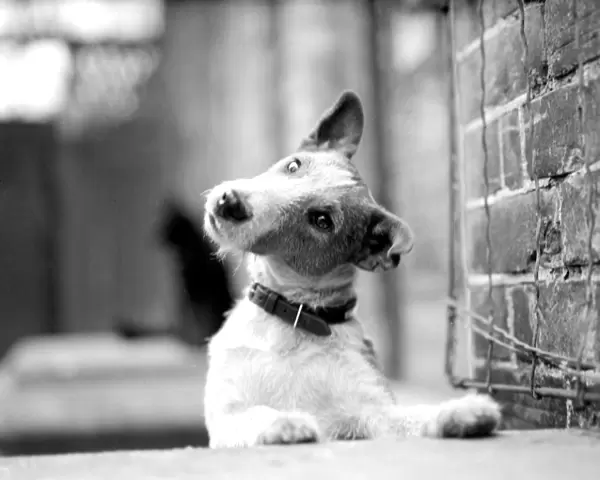 Fox terrier, Jock, looks wistful. 1945
