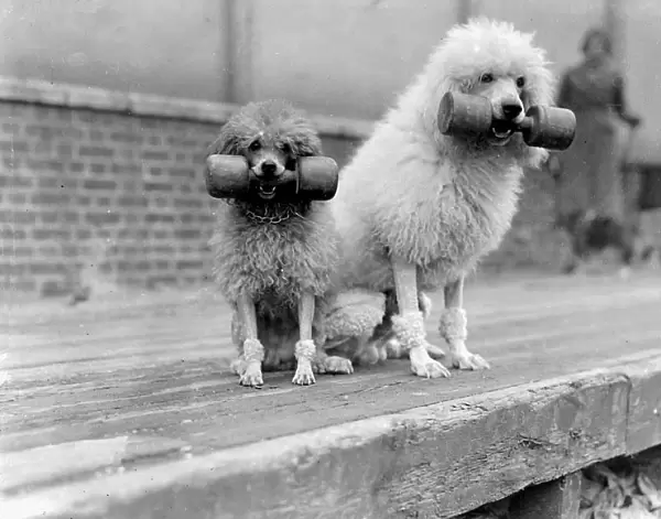 Funny weightlifting poodles! The Associated Sheep, Police and Army Dog Society s