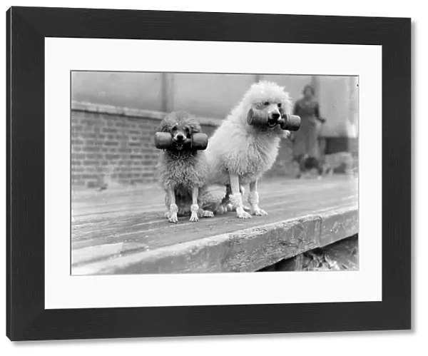 Funny weightlifting poodles! The Associated Sheep, Police and Army Dog Society s