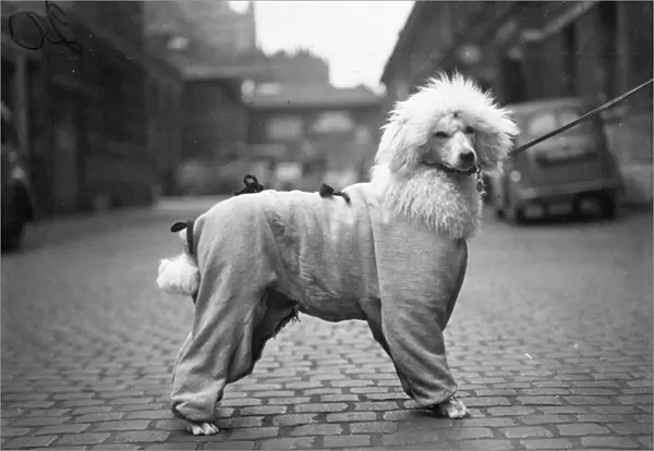A snappy siren suit is worn for the English Shetland sheepdog club and poodle club s
