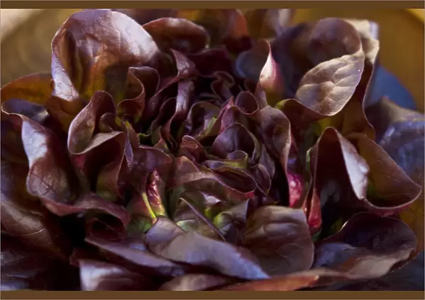 Dark red whole lettuce in wooden bowl credit: Marie-Louise Avery  /  thePictureKitchen