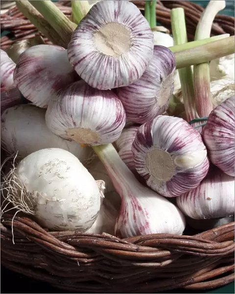 Basket of young whole fresh garlic showing freshly cut stems. Bougnt in Naples, Italy