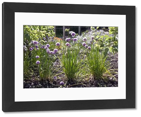 Chive plants in flower around edge of herb garden. credit: Marie-Louise Avery  / 