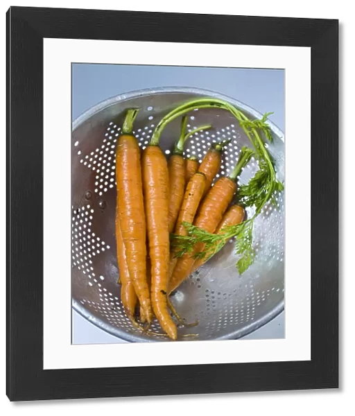 Bunch of fresh young carrots with tops, draining in old aluminium colander credit