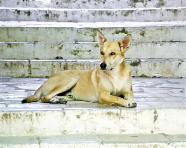 Beautiful pale dog on old stone steps, Symi Greece credit: Marie-Louise Avery  / 