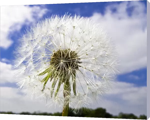 Dandelion seedhead (clock) against cloudy blue sky credit: Marie-Louise Avery  / 