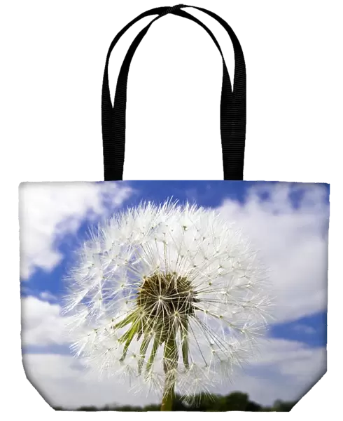 Dandelion seedhead (clock) against cloudy blue sky credit: Marie-Louise Avery  / 