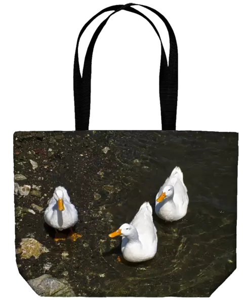 Three white ducks at waters edge. Selimiye, on the southern coast of Anatolia, Turkey