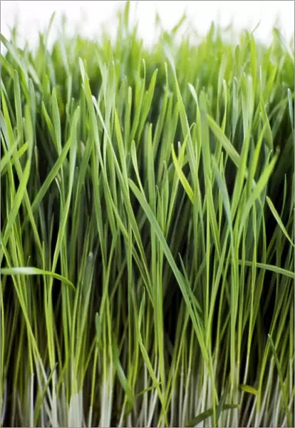 Close up of growing wheatgrass credit: Marie-Louise Avery  /  thePictureKitchen  /  TopFoto