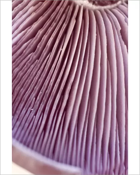 Detail of wood blewit (lepista nuda) showing gills. credit: Marie-Louise Avery