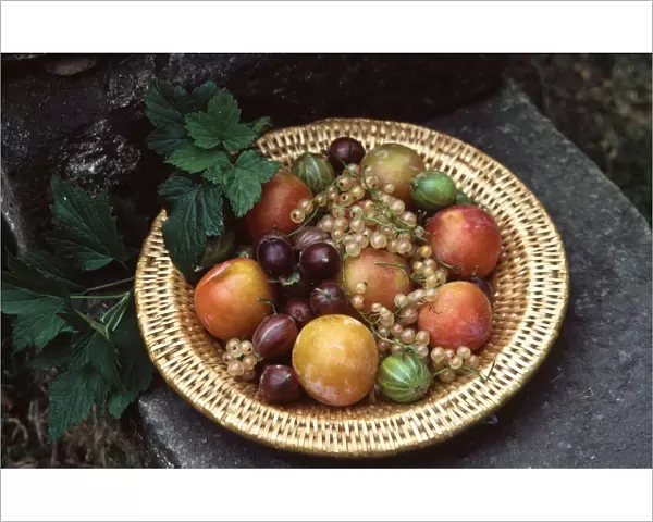 Basket of berries and stonefruits on old step outdoors. credit: Marie-Louise Avery