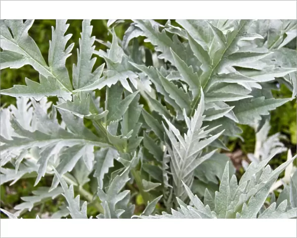 Large healthy, decorative leaves of globe artichoke plant credit: Marie-Louise