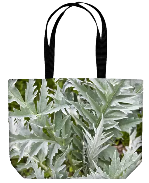 Large healthy, decorative leaves of globe artichoke plant credit: Marie-Louise