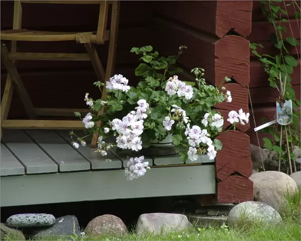 Trailing pelargonium on porch step of Swedish wooden summer cottage credit: Marie-Louise