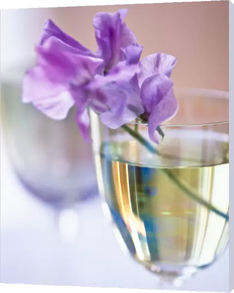 Stem of mauve sweet pea in wine glass credit: Marie-Louise Avery  /  thePictureKitchen