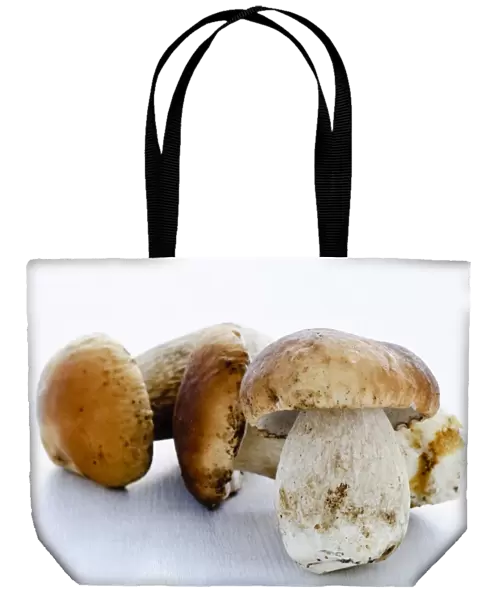 Fresh young porcini (Penny Bun) mushrooms on white background credit: Marie-Louise