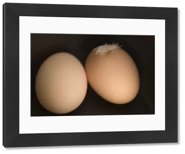 Two brown eggs on black background with feather credit: Marie-Louise Avery  /  thePictureKitchen