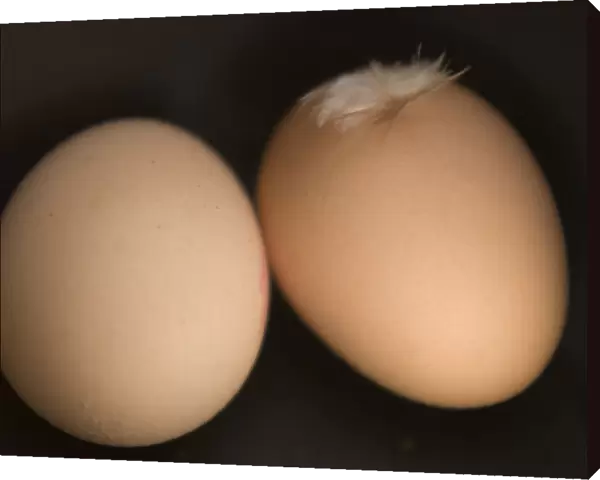 Two brown eggs on black background with feather credit: Marie-Louise Avery  /  thePictureKitchen