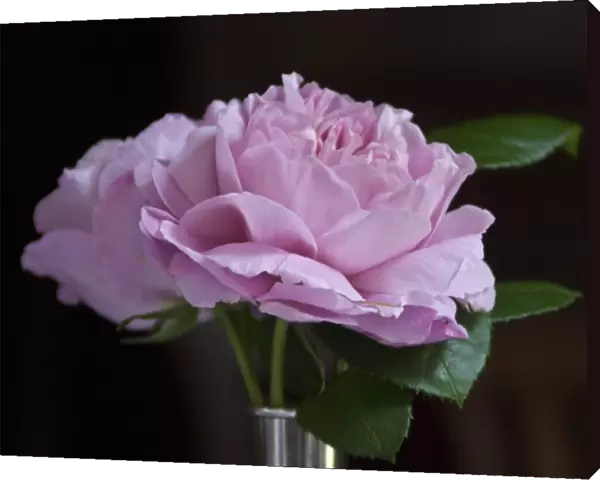 Pink garden rose against dark background indoors in silver vase credit: Marie-Louise