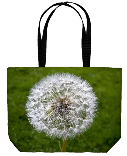 Dandelion seedhead (clock) against green grass credit: Marie-Louise Avery  /  thePictureKitchen