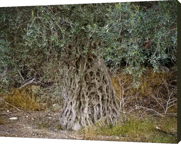 Large old olive tree in southern Cyprus credit: Marie-Louise Avery  /  thePictureKitchen