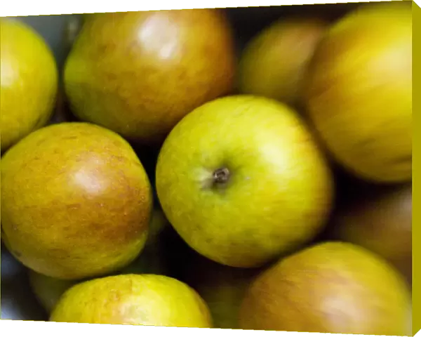 Massed Coxs apples ahot with a lensbaby lens for blurred edge effect credit: Marie-Louise
