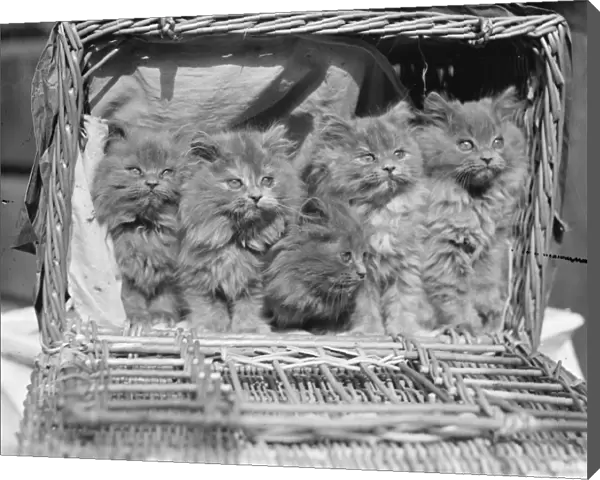 A litter of nine-weeks-old Blue Persian kittens. Young aristocrats of the cat world