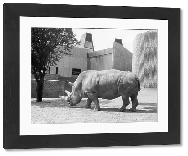 Rhinoceros at London Zoo ?TopFoto