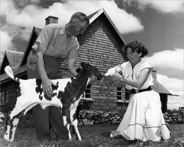 Mr and Mrs Fred Ritchie feed a nine day old calf from the bottle outside their handsome