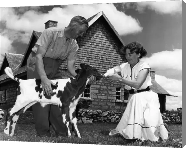 Mr and Mrs Fred Ritchie feed a nine day old calf from the bottle outside their handsome