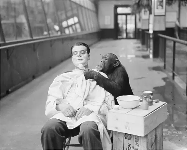 Peter, zoo chimp, gives his keeper a close shave! Keeper Harry Browns daily
