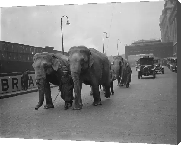 Unwieldly travellers ! Waterloo Station had rather a shock when four elephants arrived