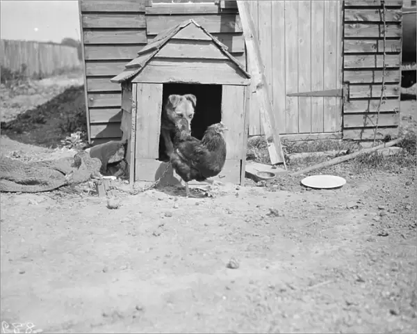 A dog and a chicken show friendship and respect. 1938