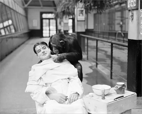 Peter, zoo chimp, gives his keeper a close shave! Keeper Harry Browns daily