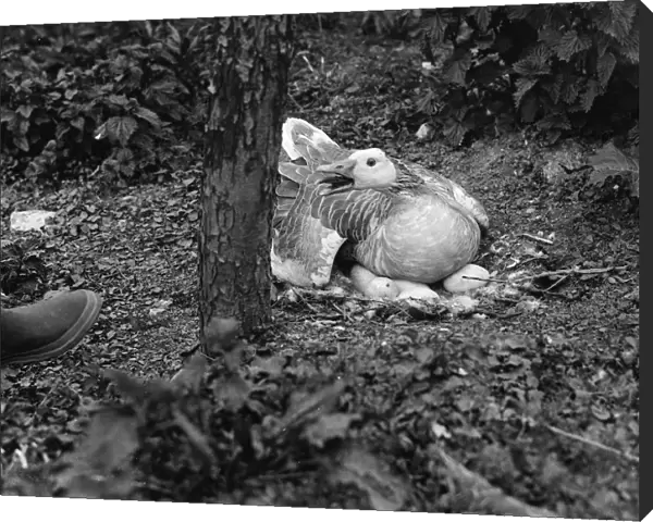 Goose sitting on her on nest full of eggs. 1935