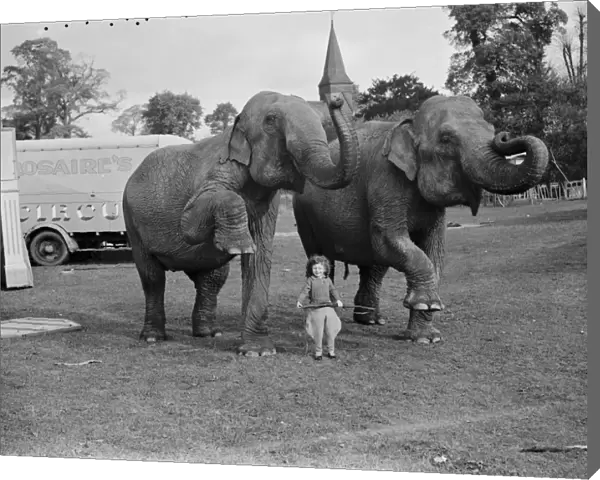 Elephants from the circus are lead by a little girl for a walk in Foots Cray ( Performing